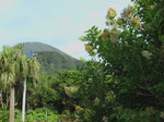 八丈島の朝.jpg
