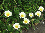 謎の花.jpg